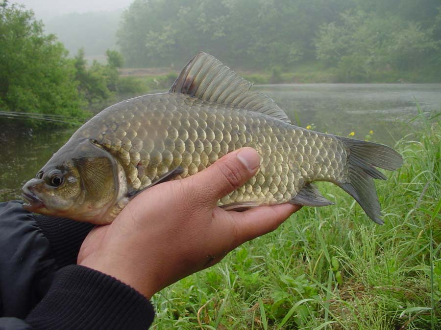 http://www.fishman.co.kr/magazine/view.php?category=2&no=1156 입큰붕어 화보집
